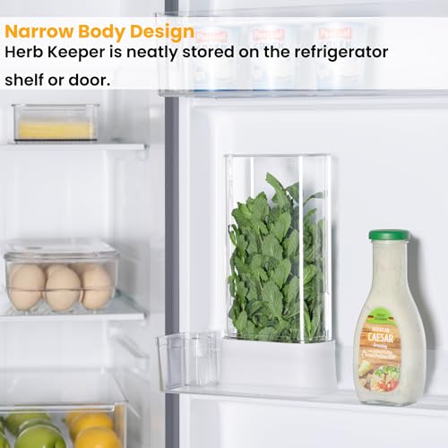 vacane Herb Keeper for Refrigerator, Fresh Herb Saver Herb Storage Containers, Cilantro Container for Fridge Asparagus Container, Dishwasher Safe-2 Pack - color: 2 PACK