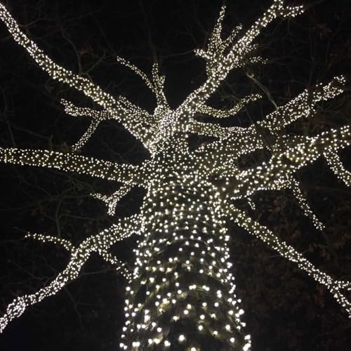 Novelty Lights 50ft 100 LED Pure White Christmas String Lights, Green Wire - color: Pure White