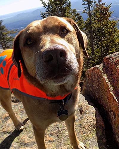 Blaze Orange Dog Vest. Reflective High Visibility in Hunting & Wooded Areas - size: X-Large